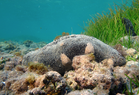  Holothuria nobilis (Whitefoot Sea Cucumber, Black Teatfish)